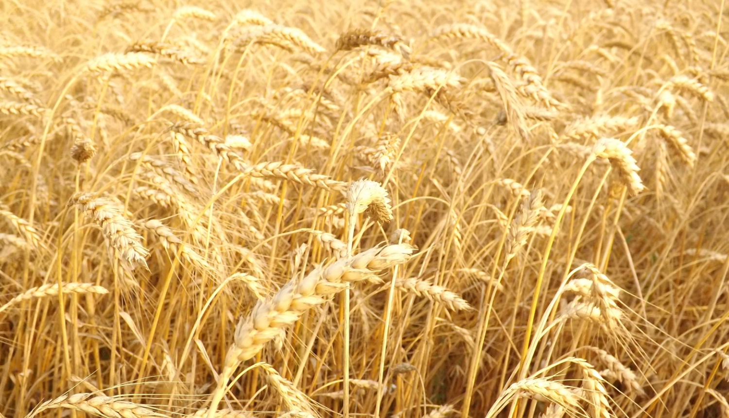 briestoša labība druvā