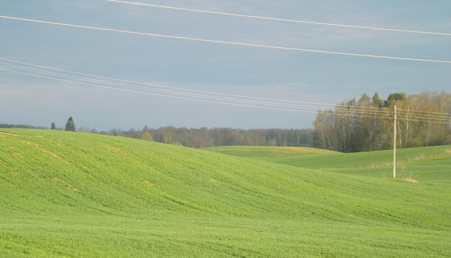 sazēluši ziemāji pavasarī Latvijas lauku ainavā viļņainos tīrumos