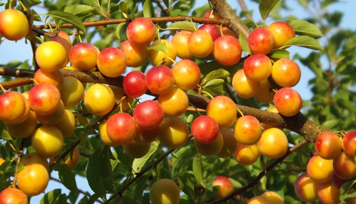 briestošas plūmes zaros