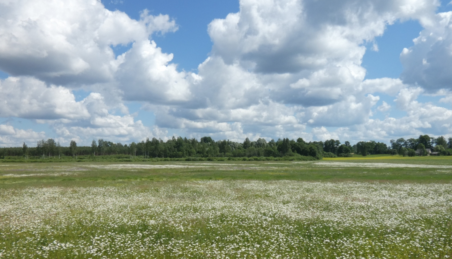 Pļava ar margrietiņām