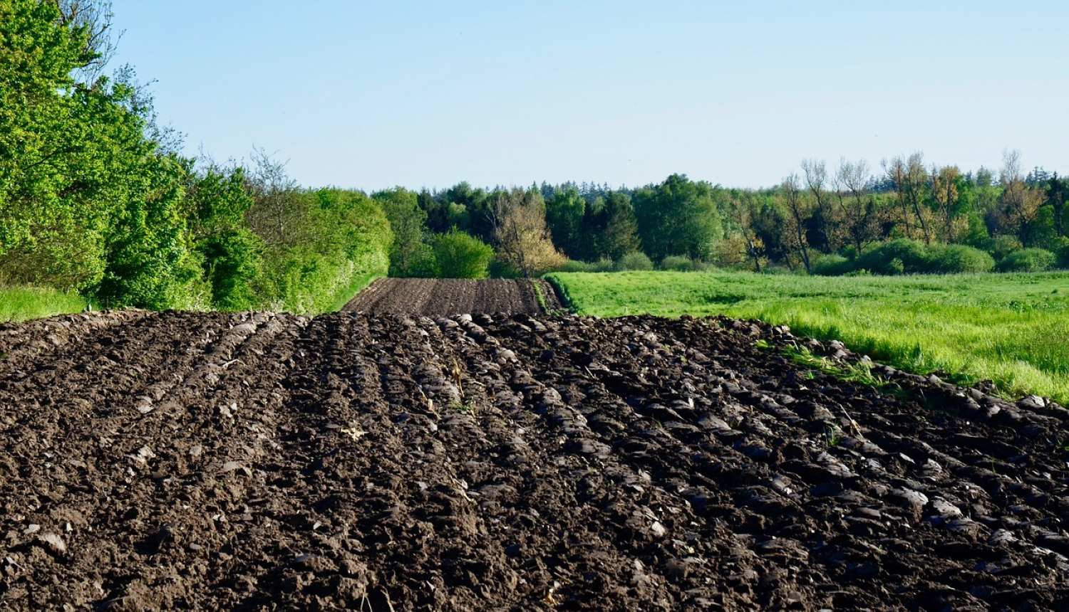 Uzarts lauks ar tumši brūnu augsni