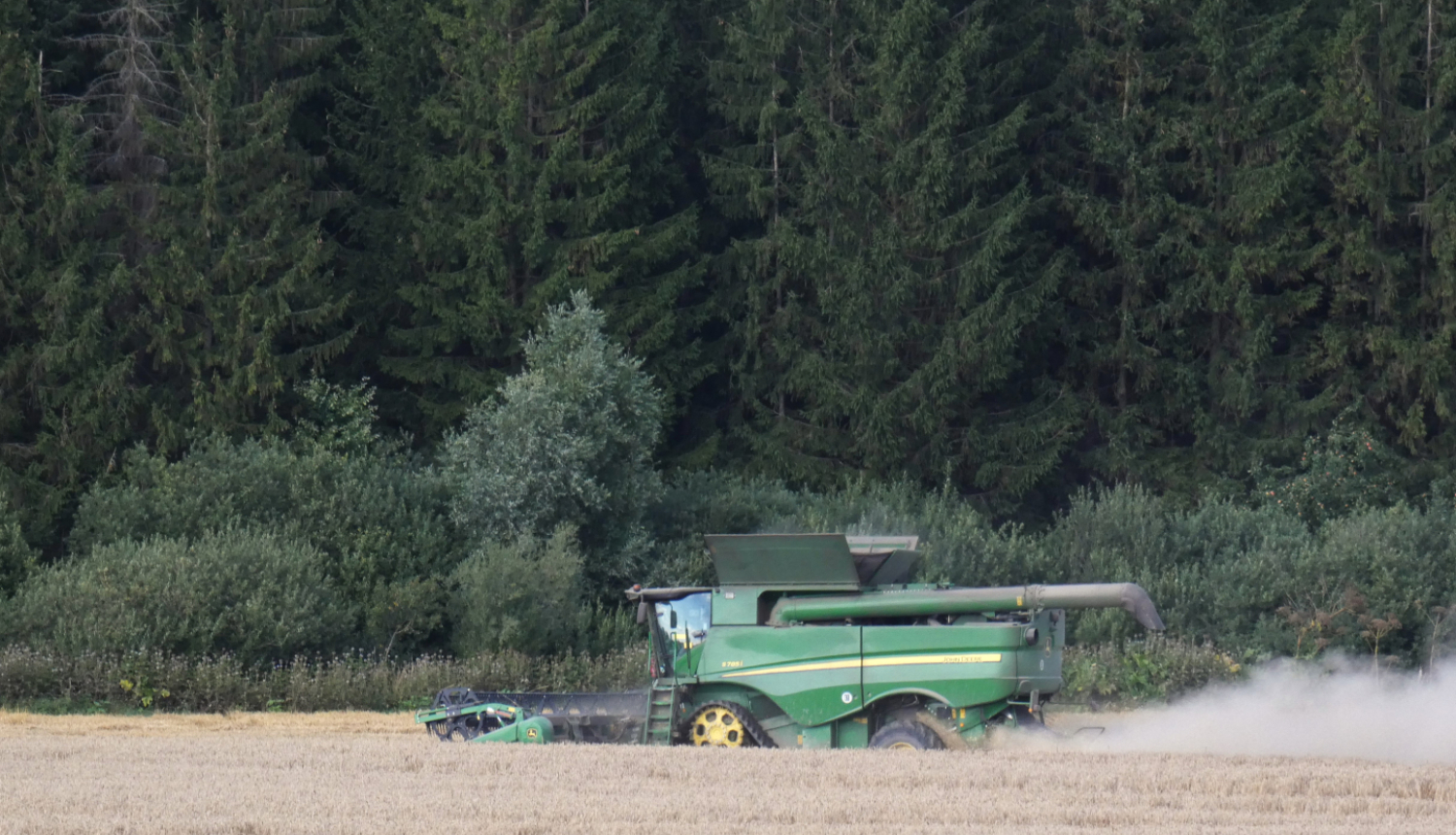 Traktors kuļ labību laukā, mežmalā 