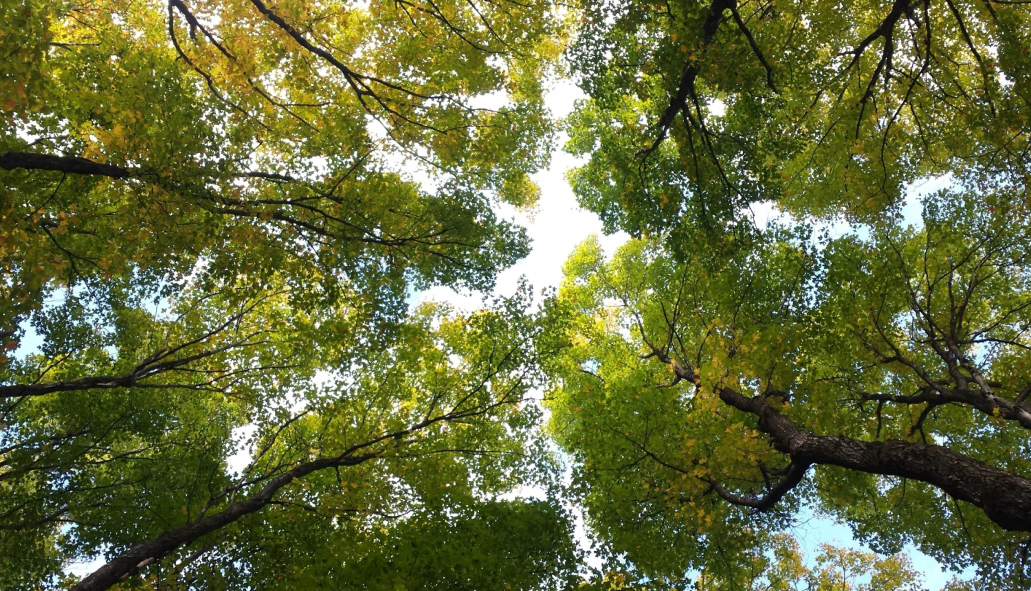 Koku galotnes saulē