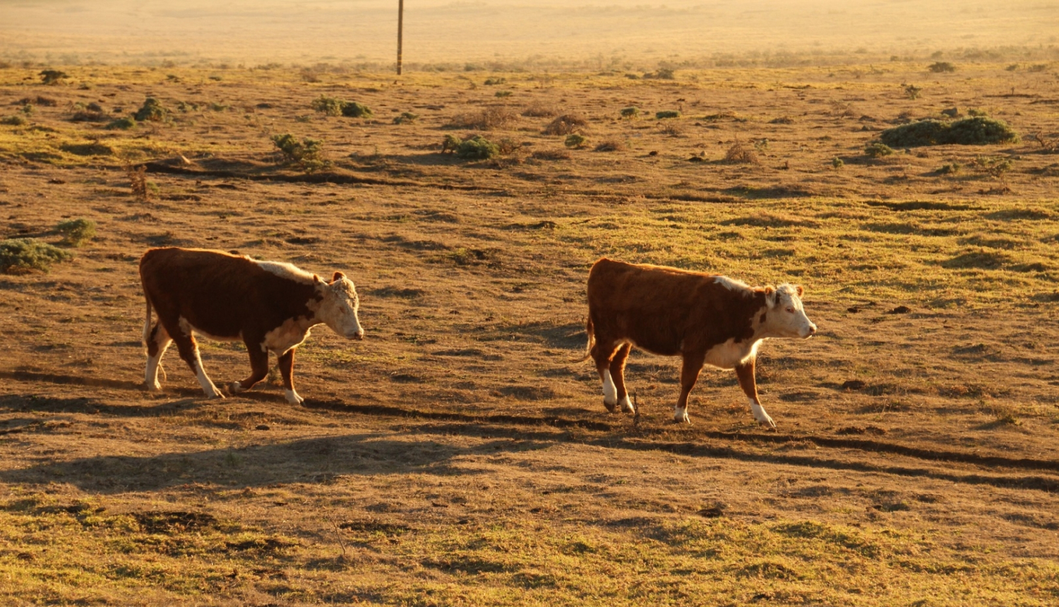 Govis izdegušā pļavā