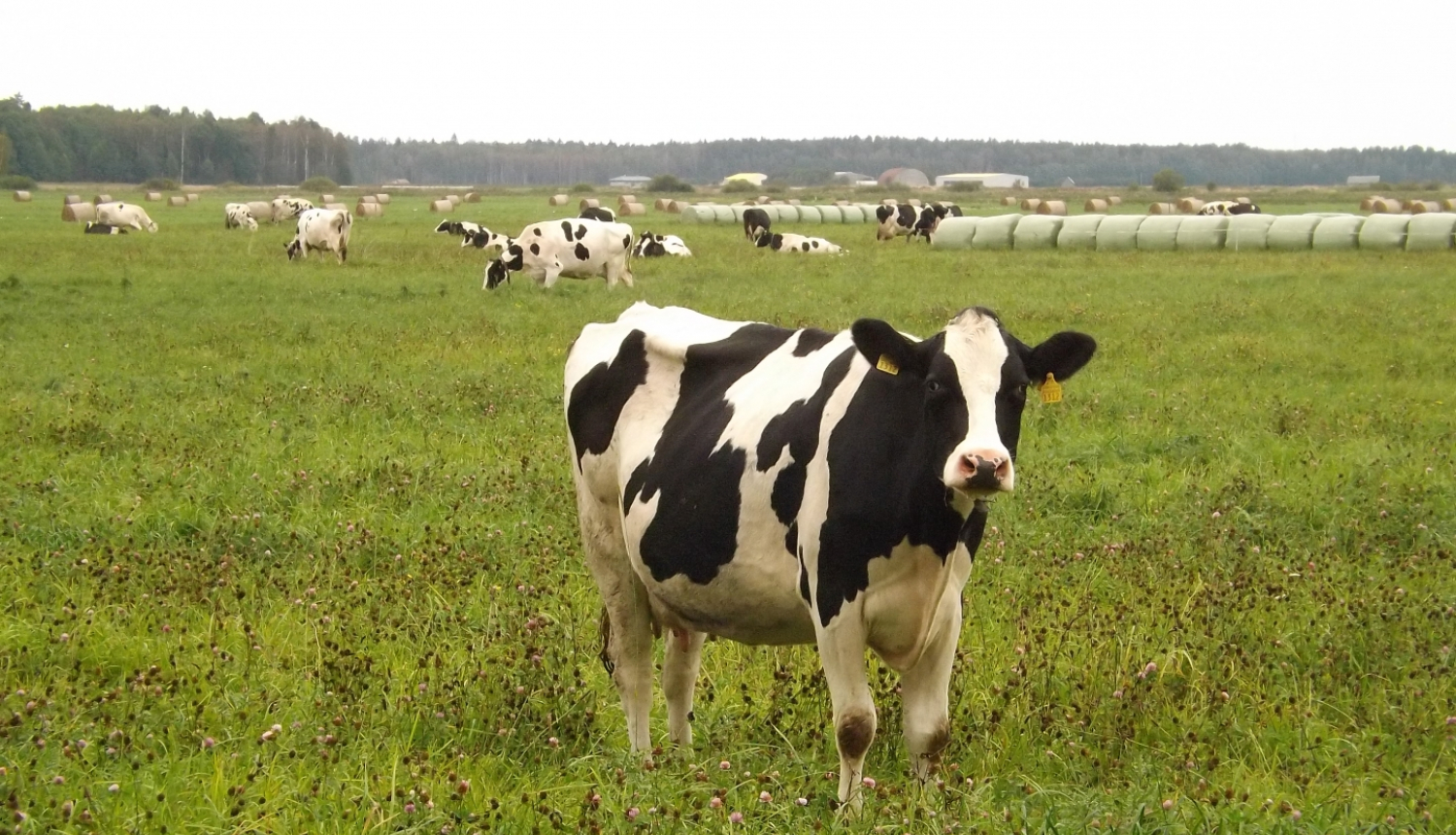 Raiba govs ganībās