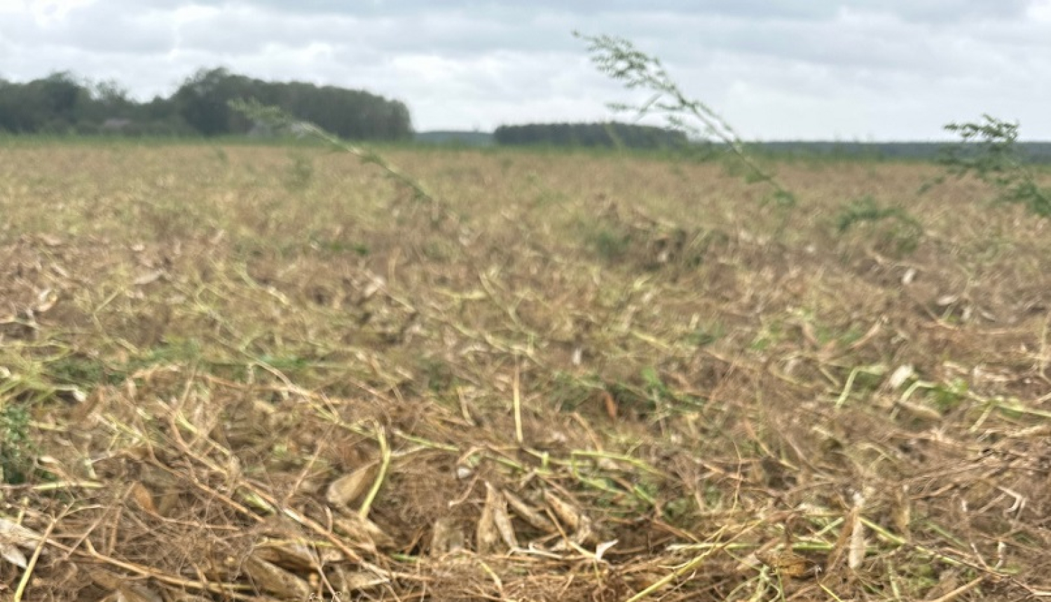 Negaisa izpostīts lauks