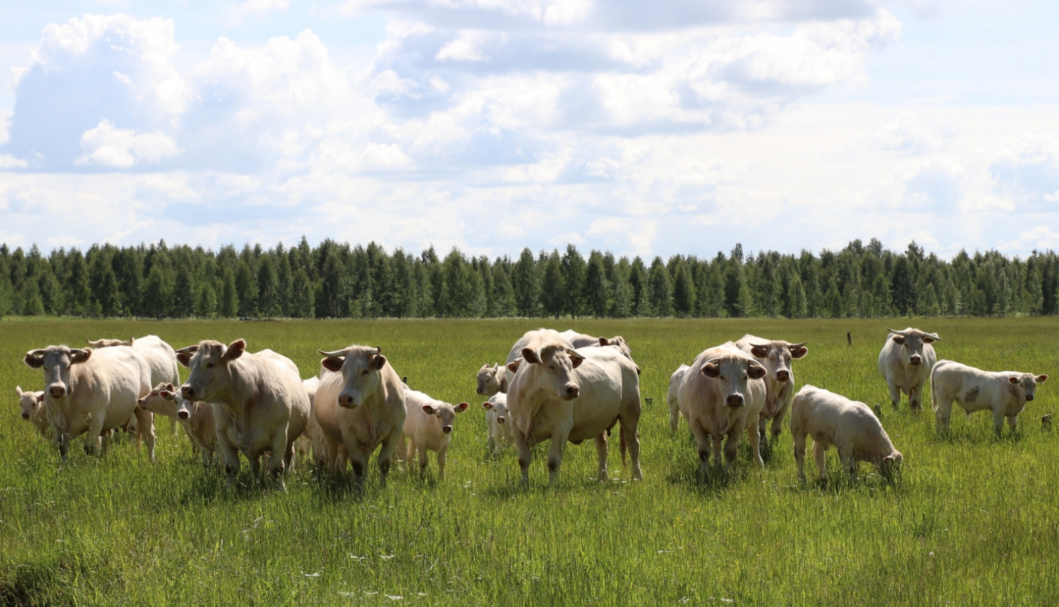 liellopi ganās pļavā vasaras vidū