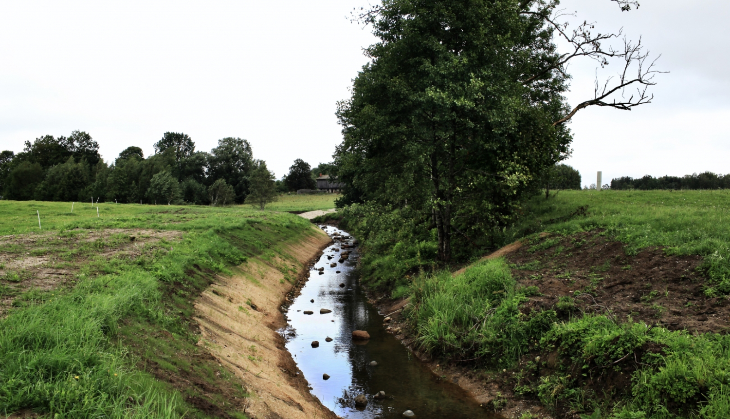 Revitalizētā Mazupīte Limbažu novada Skultes pagastā. Agrārainavā redzama upītes gultne ar akmeņiem tajā un starujteci.