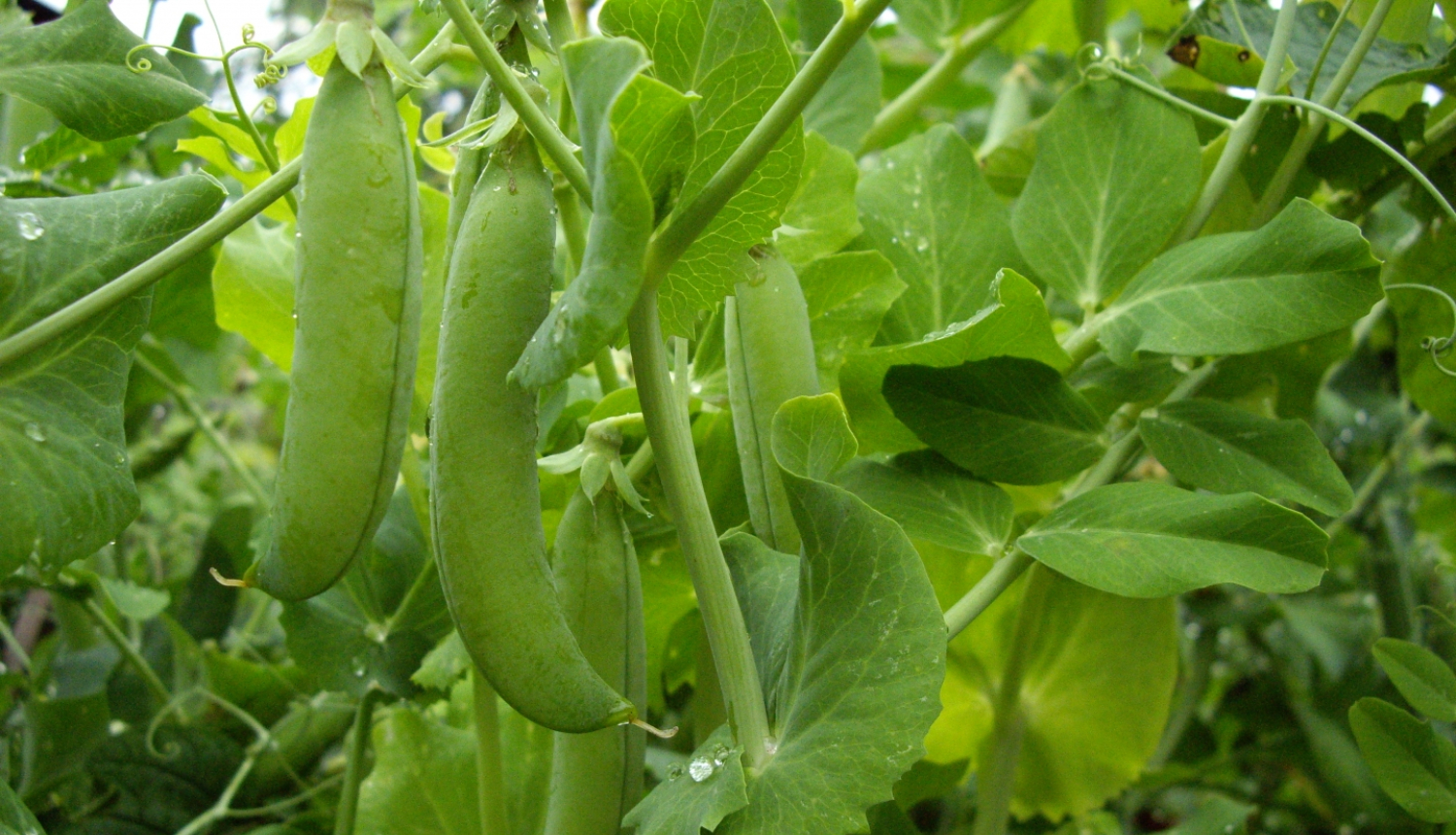 zalie zirnīši aug dārzā dobē