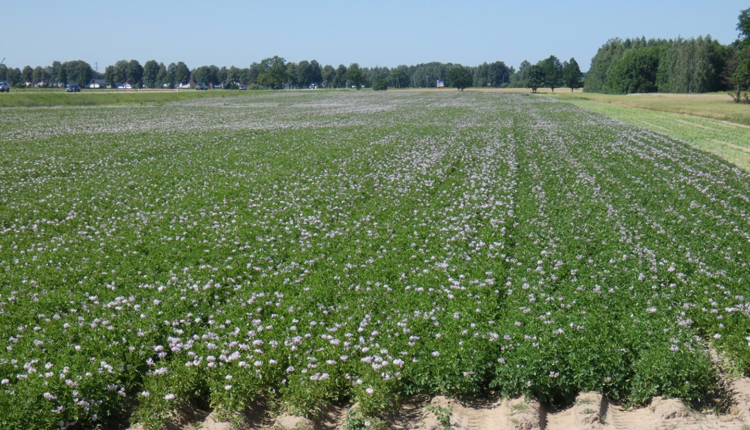 Kartupeļi ziedos