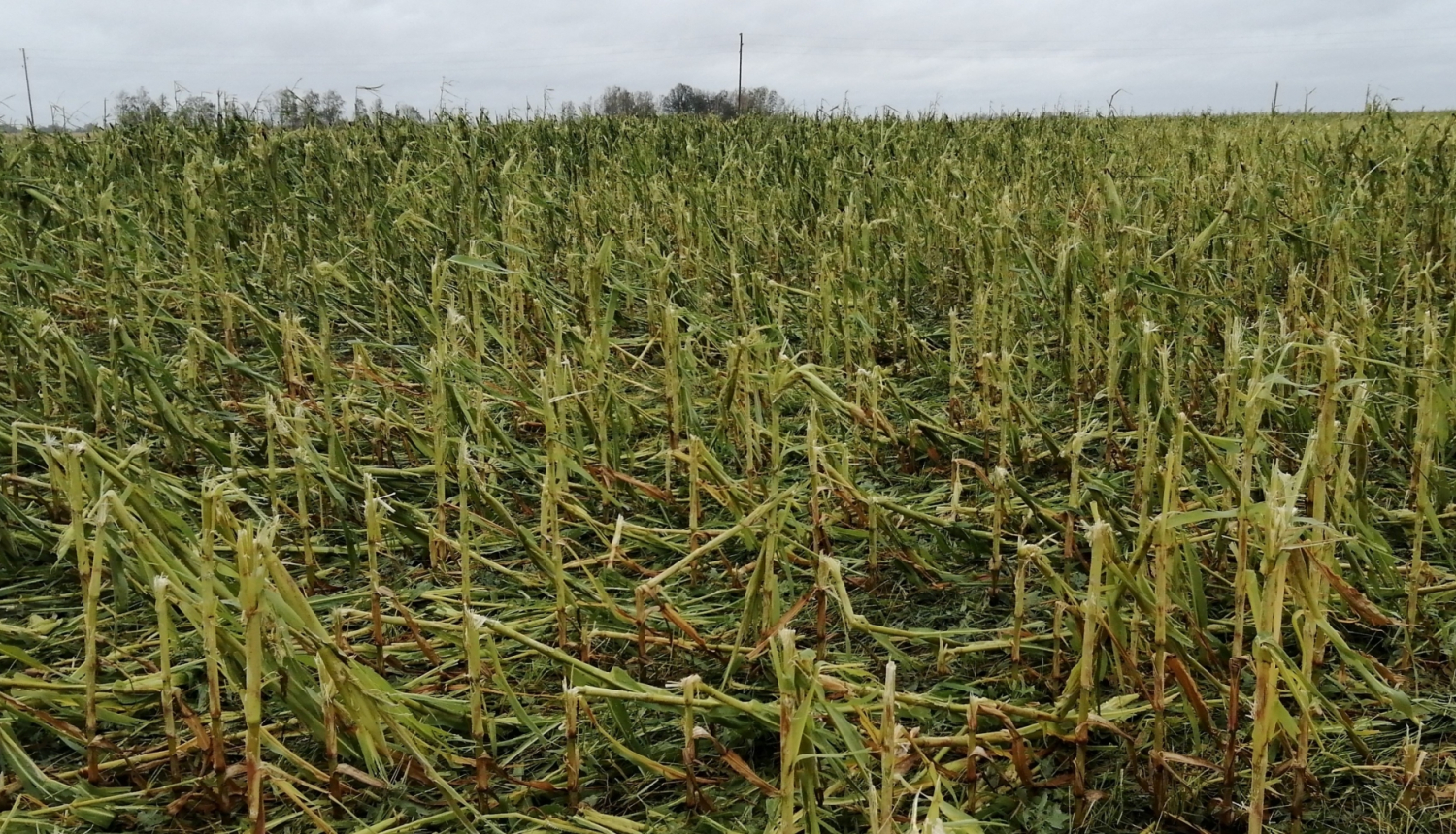 7. augusta negaisa postījumi - lielgraudu krusas un vētras nopostīts kukurūzas tīrums