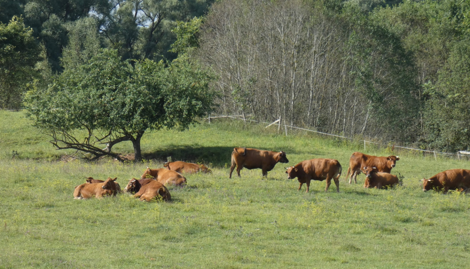 Latvijas brūnās gotiņas
