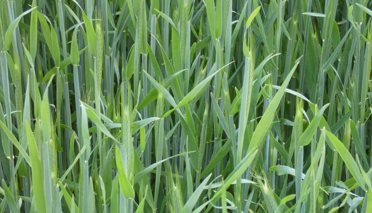 labība zeļ tīrumā - tuvplāns