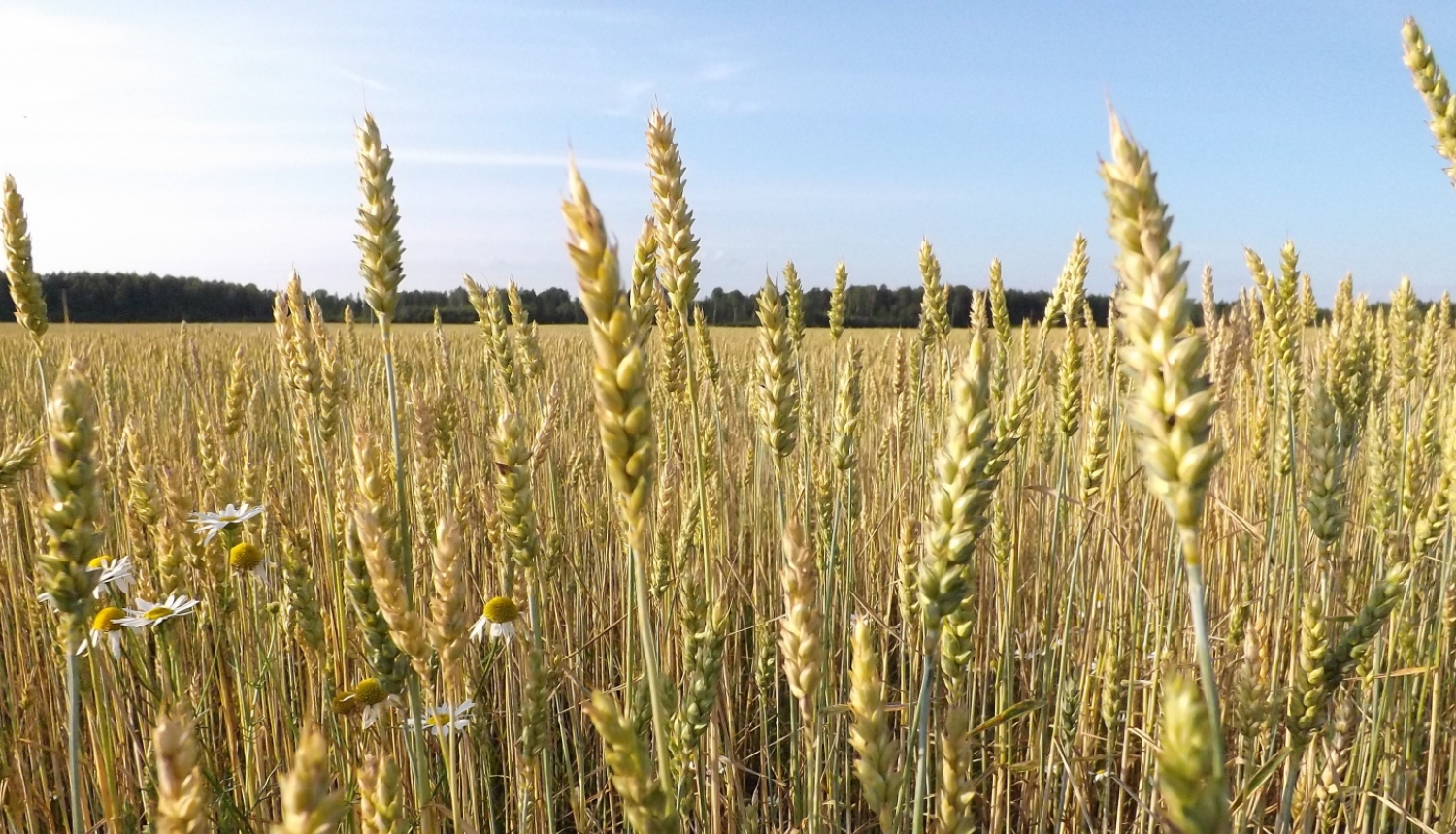 briestoša labības druva Latvijas laukos