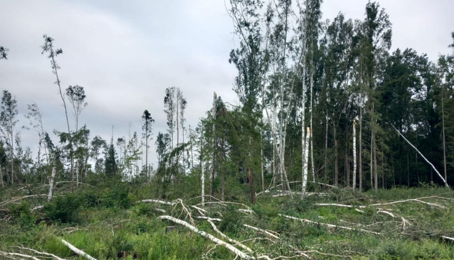 vētras nopostīta bērzu audze