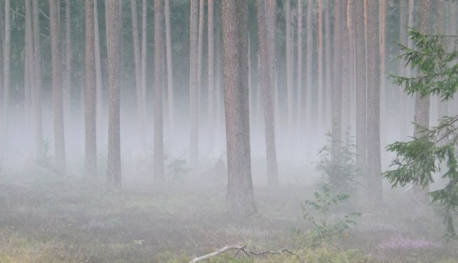 Mežs miglā