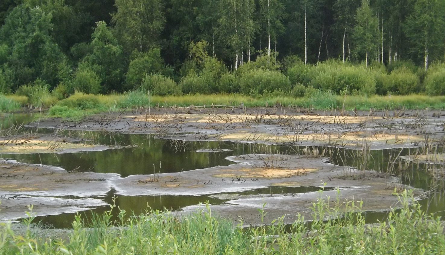 Mitrājs - ūdens lāma mežmalas pļavā 