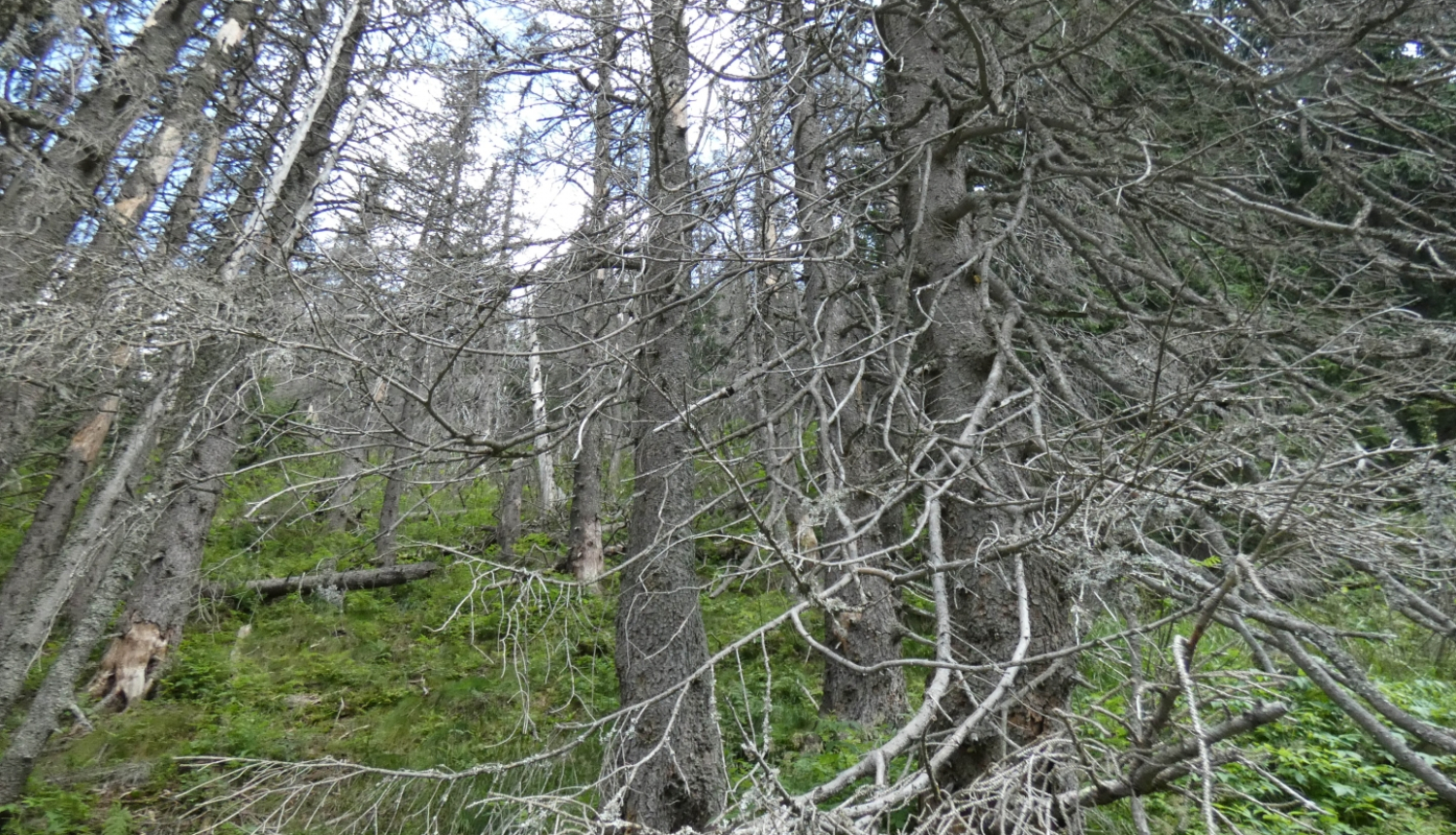 Nokaltušas egles, astoņzobu mizgrauzis