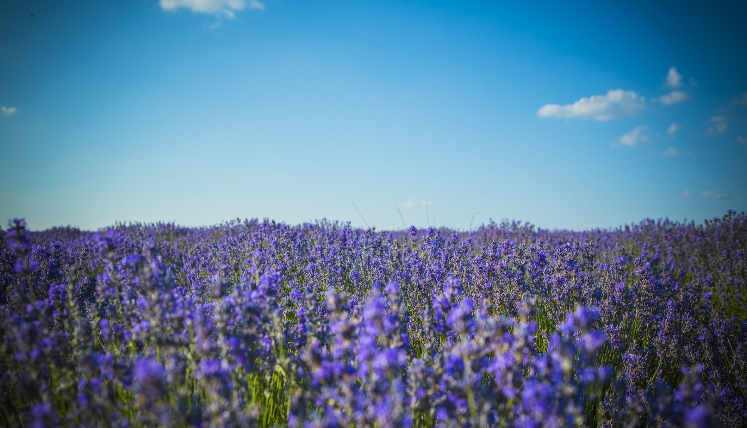 Lavanda Moldovā
