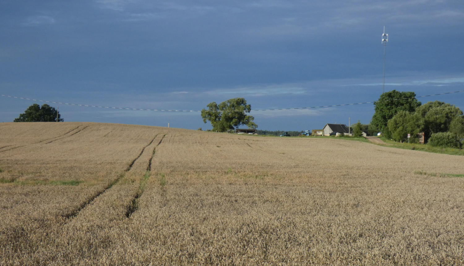 Nogatavojies kviešu lauks ar traktora sliedēm, fonā redzamas lauku mājas, koki un elektrības līnija zem tumšām debesīm.