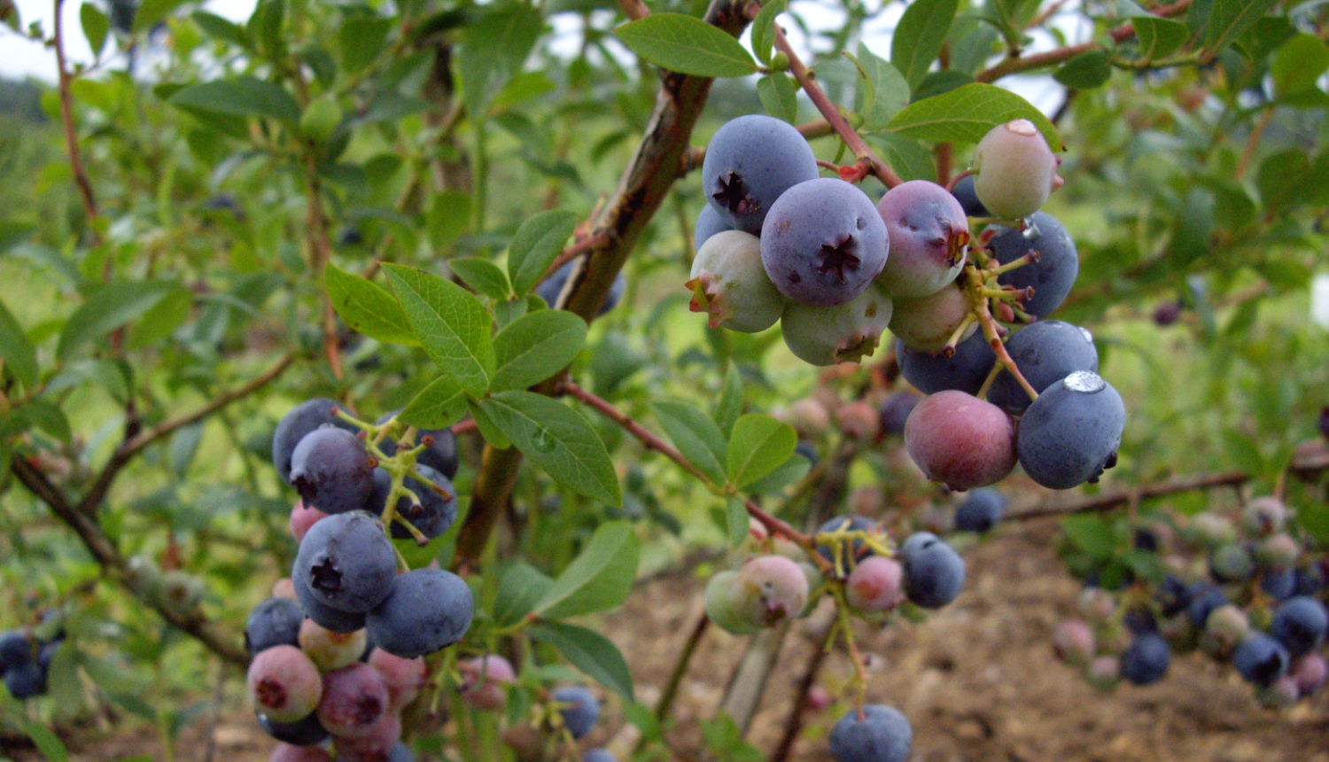 Krūmmellenes, stādījums