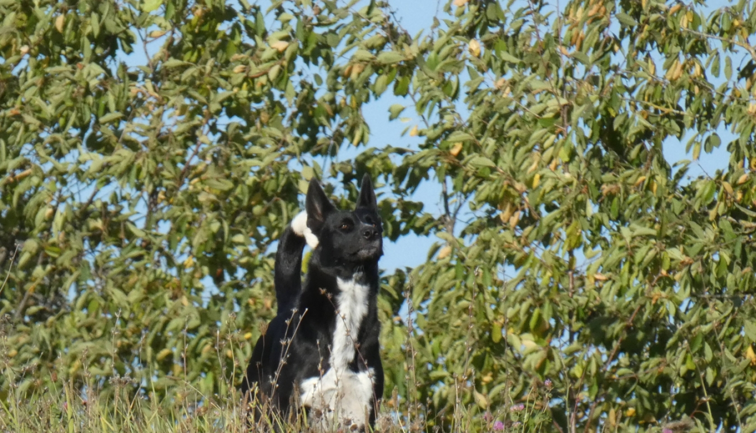 priecōgs suns sēž vasarā pļavā