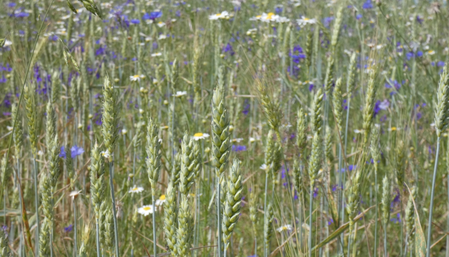 briestoša labības druva tuvplānā