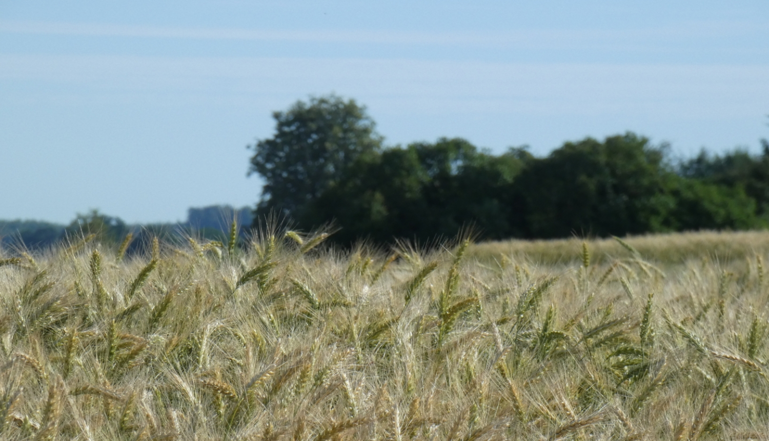 briestošas labības lauks karstā vasaras dienā, fonā koku puduris