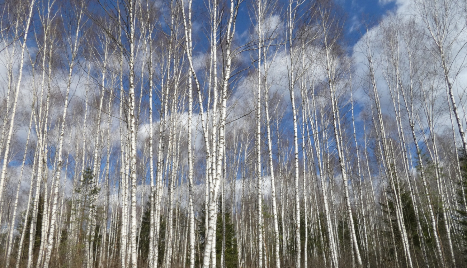 bērzu birztala pavasarī