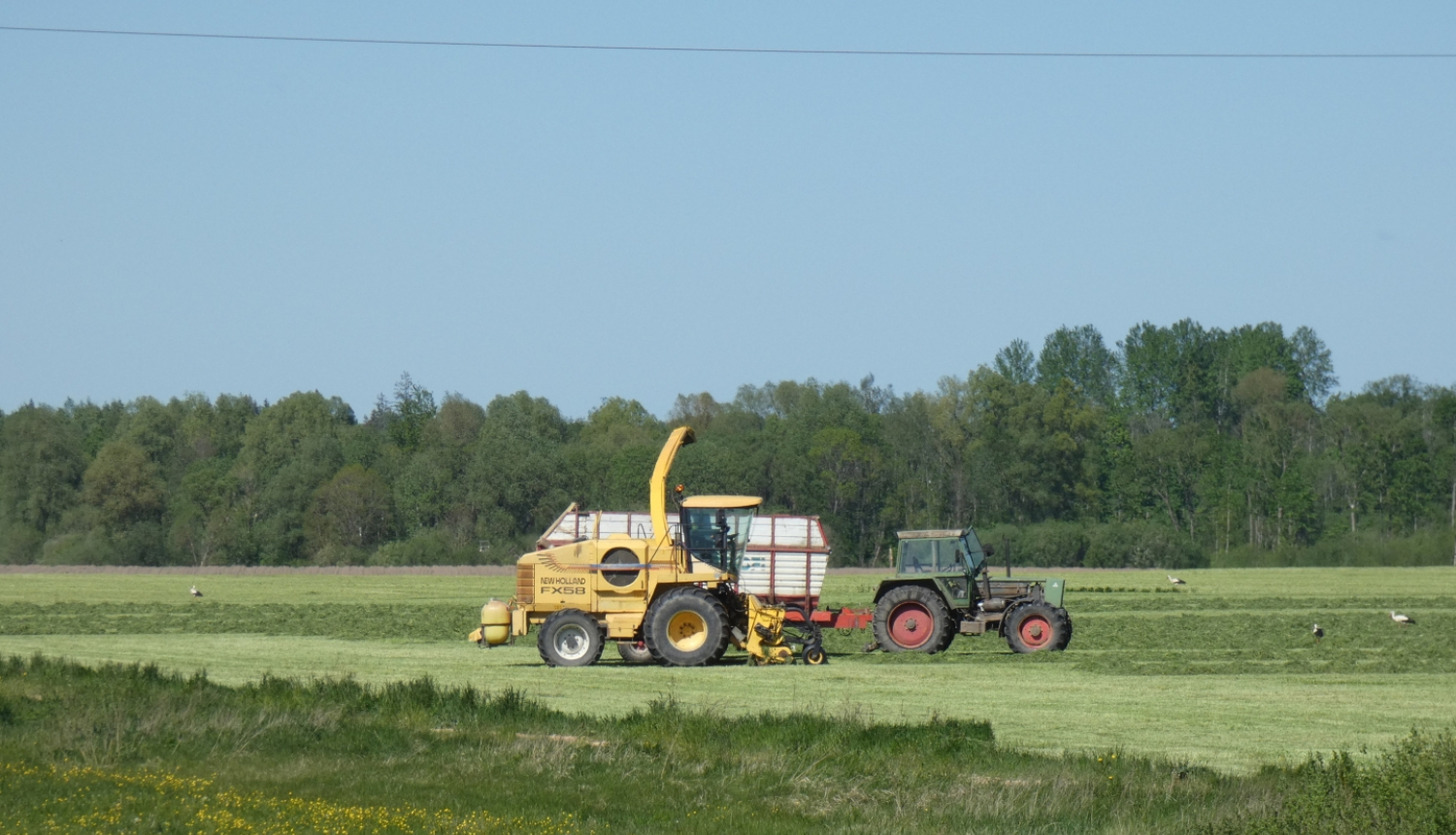 lopbarības kombains sagatvo vasarā pļavā lopbarību ziemai, smalcinot to un iekraujot traktora piekabē