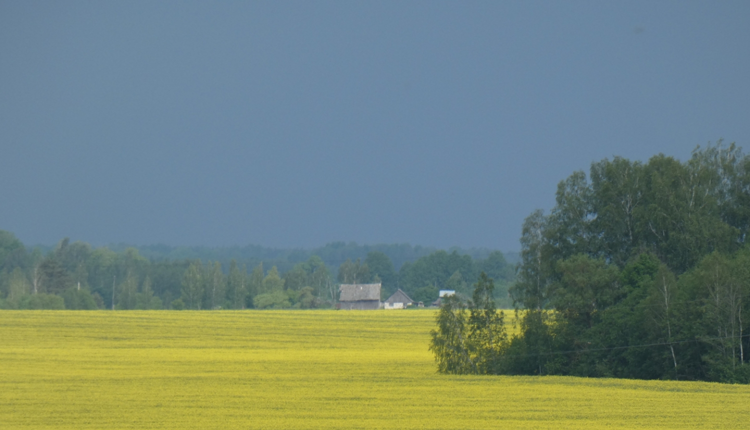 ziedošs rapsis vasaras sākumā Sēlijas tīrumos