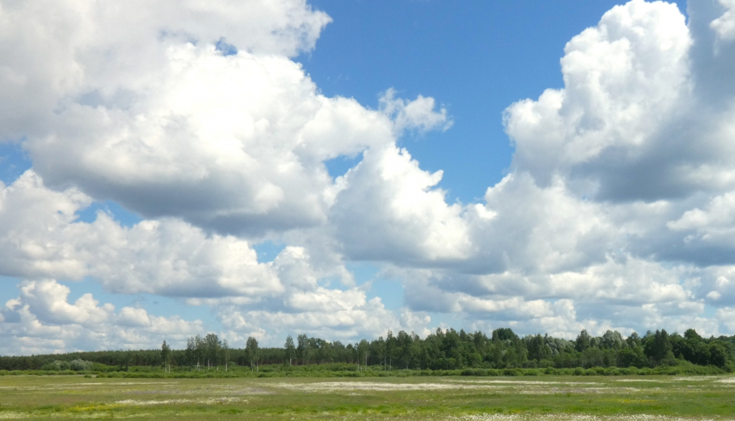 ziedoša pļava vasaras vidū