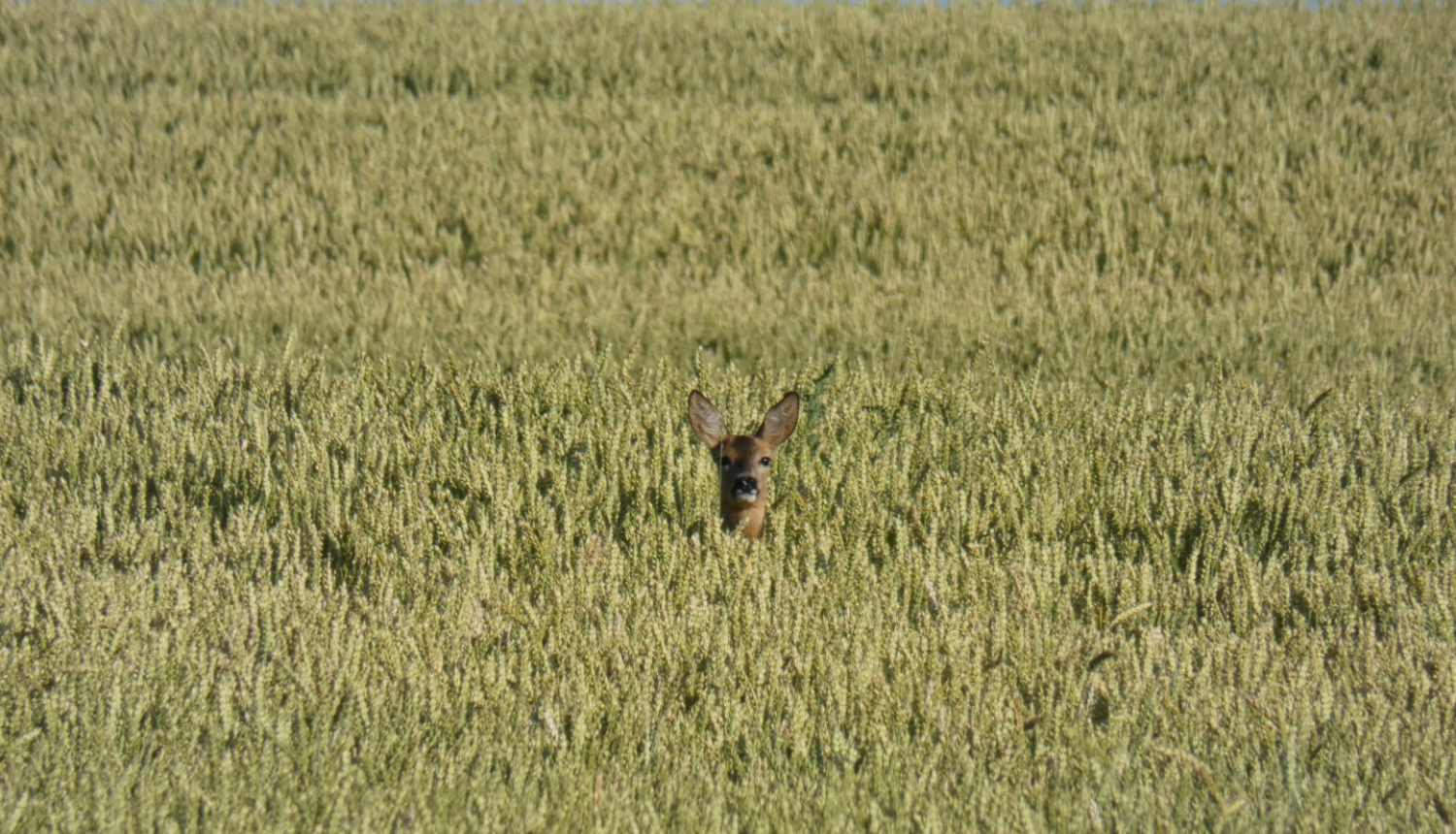 stirna labības laukā, ārā no labības redzama tikai stirnas galva