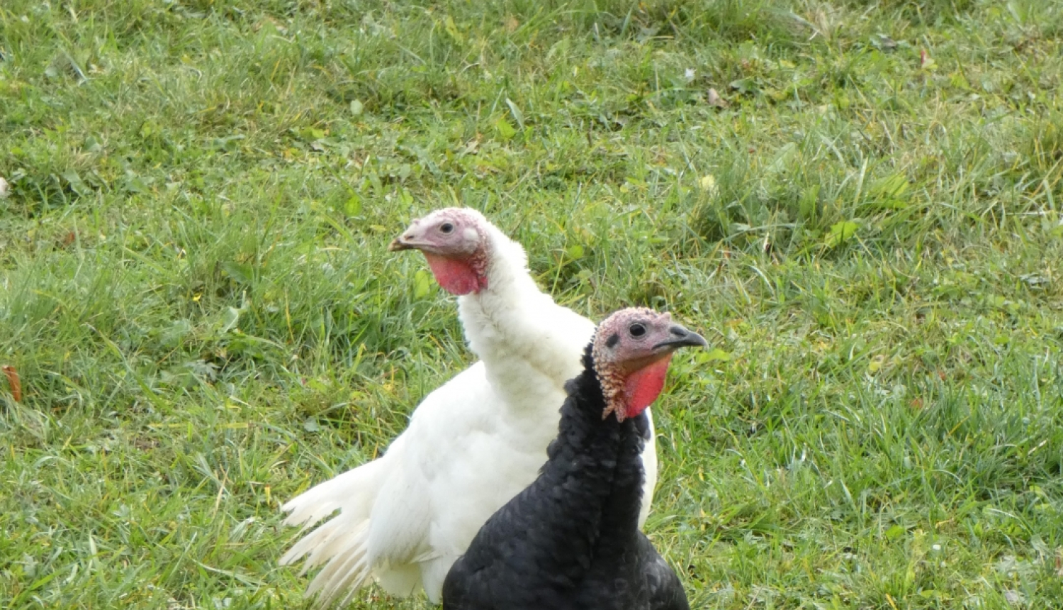 divi tītari - melns un balts - pastaigājas