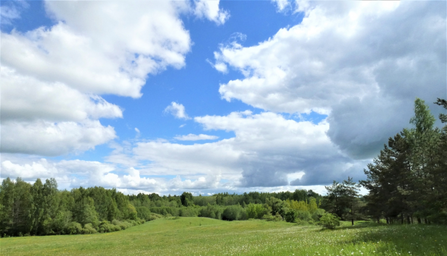 viļņaina pļava vasaras vidū meža pudura ielokā
