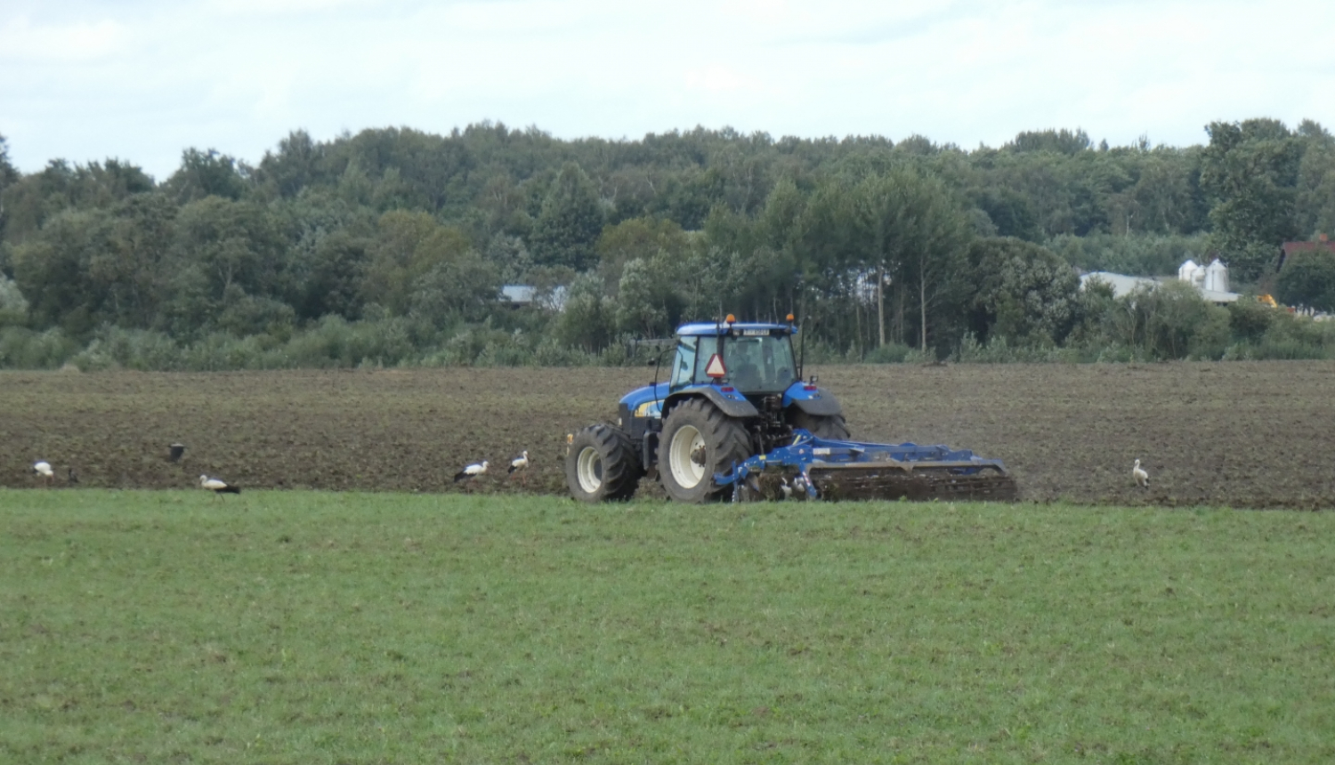 traktors pavasarī ar tīrumu, aiz arkla iet baltie stārķi, meklējot barībai grauzējus un abiniekus