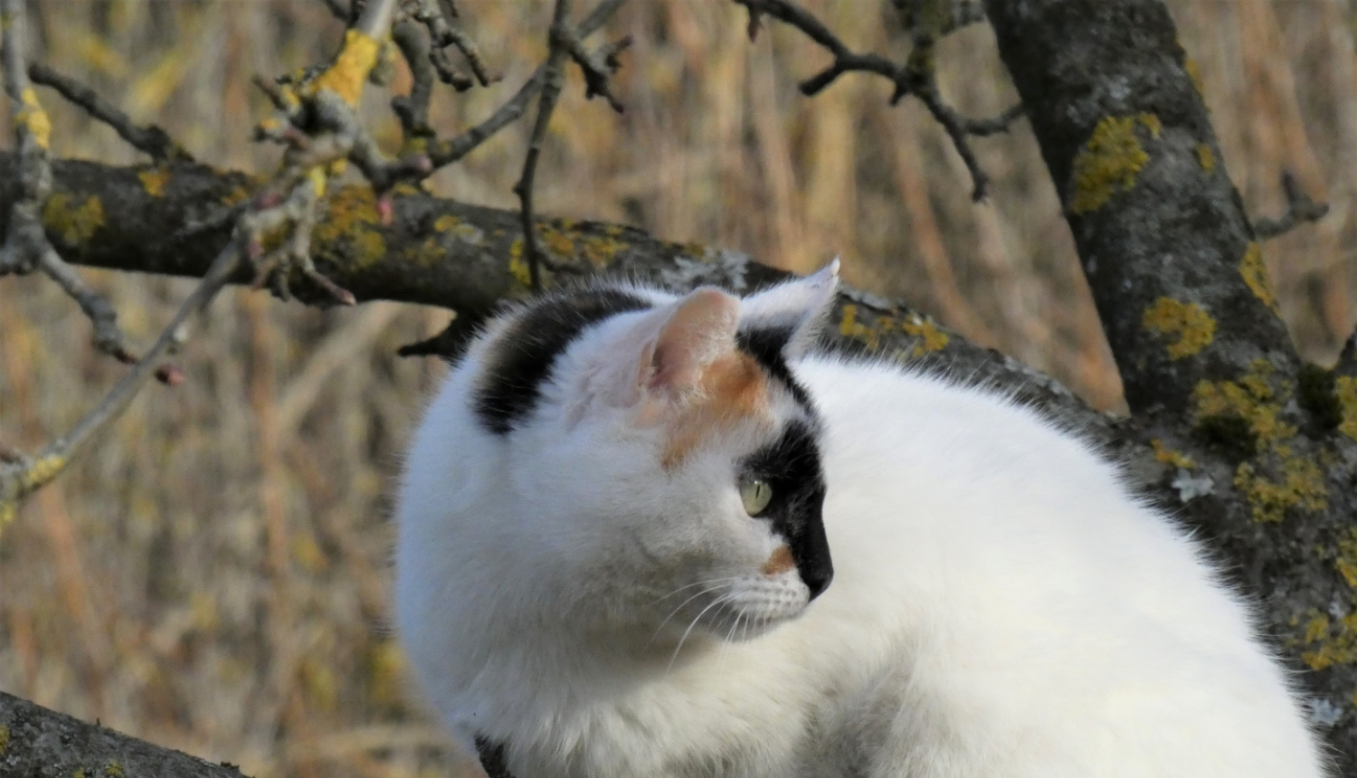balta kaķene ar raibu purniņu tup ābeles zarā