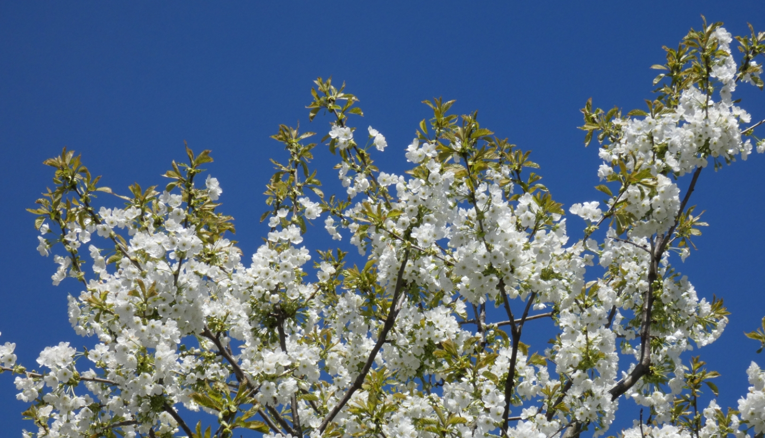 ziedošs saldais ķirsis