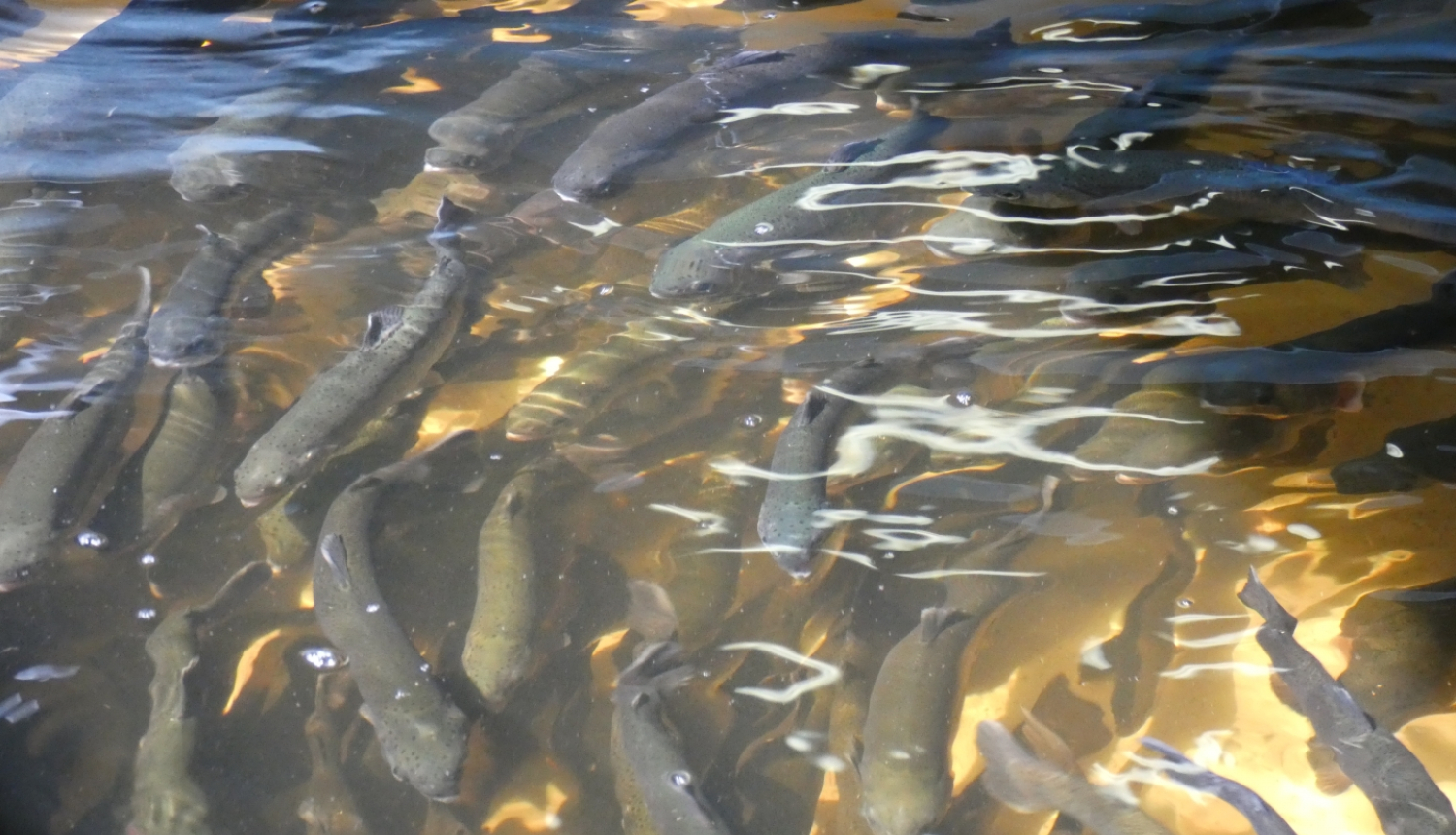 Zivtiņas audzētavā