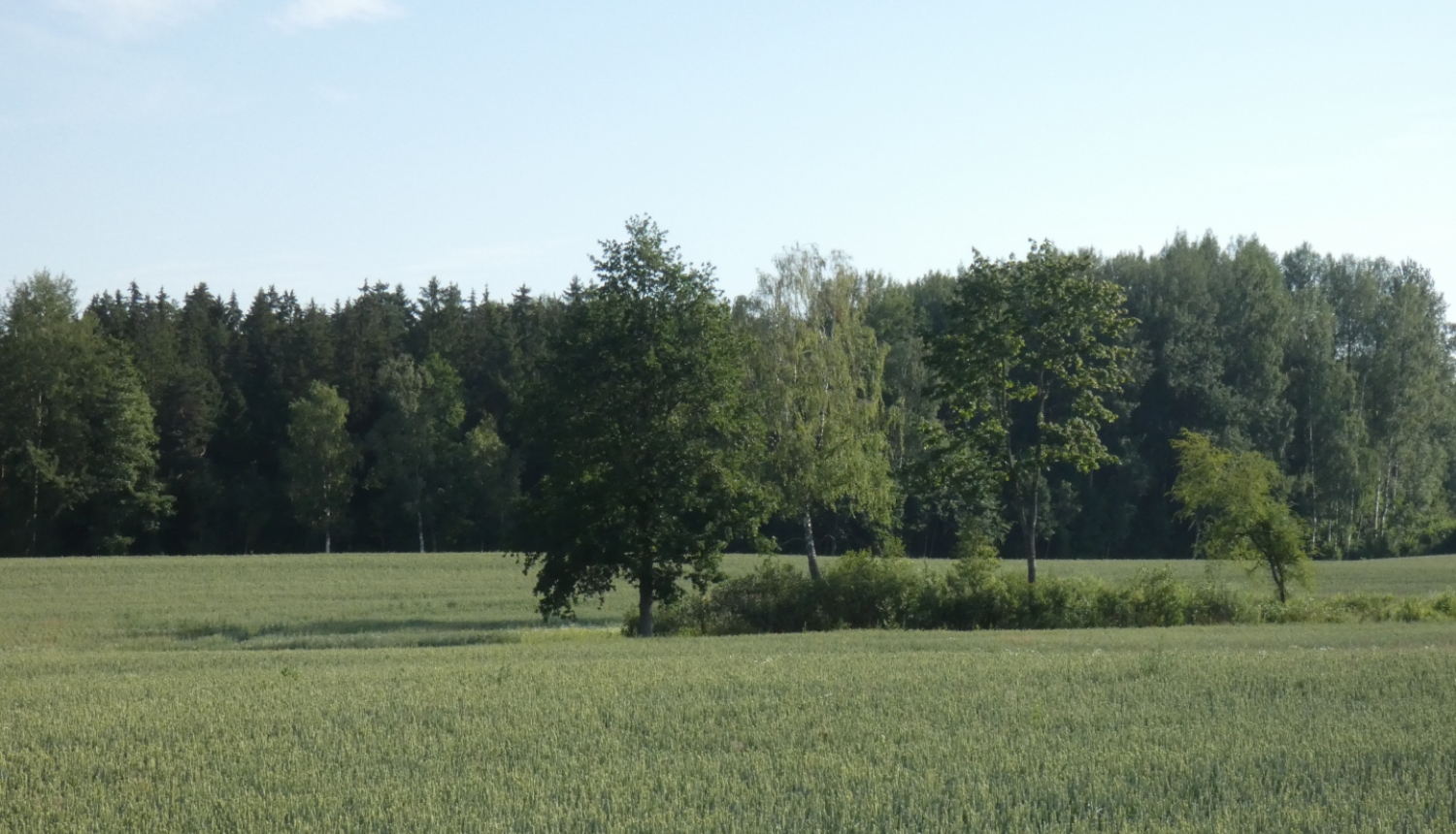 labības druva vasaras vidū