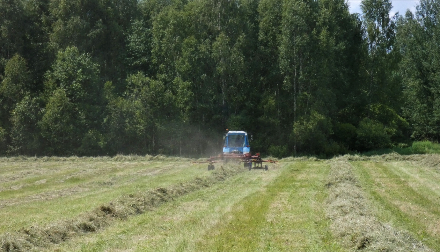 traktors brauc pa pļavu un apvērš lopbarības siena vālus tā žāvēšanai