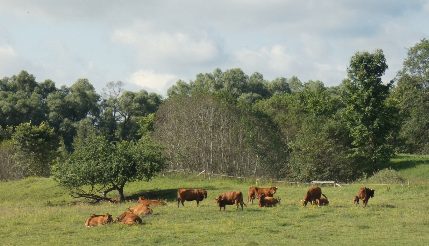 govju ganāmpulks vasarā pļavā mežmalā