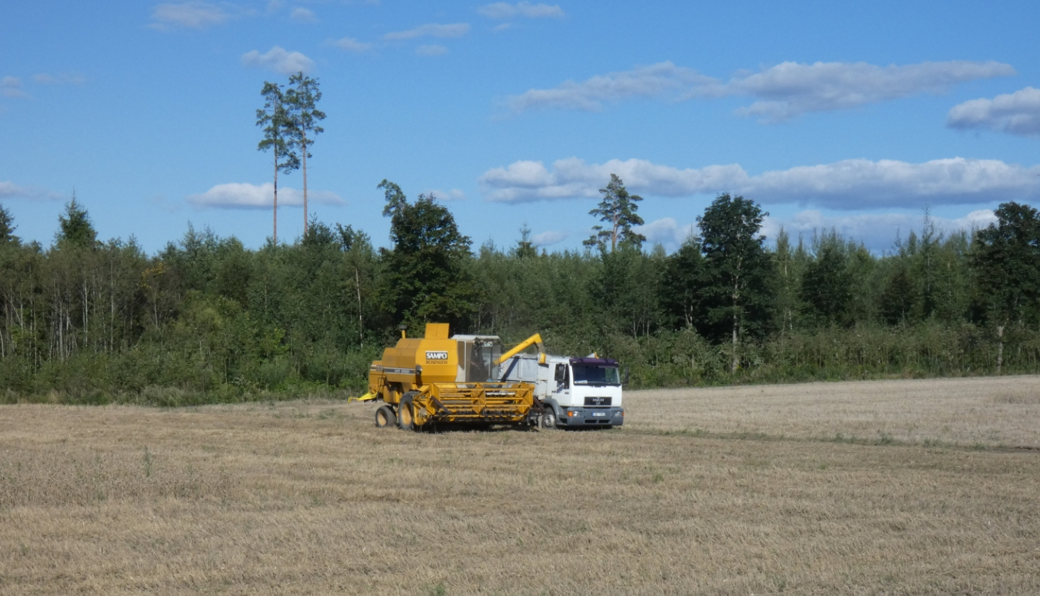 nokultā labības laukā graudi no kombaina tiek pārbērti kravas automašīnā