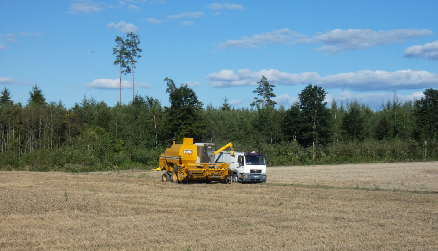 druvā kombains pārkrauj kravas auto nokulto graudu ražu