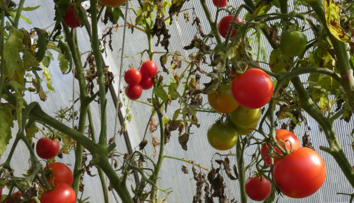 tomāti siltumnīcā