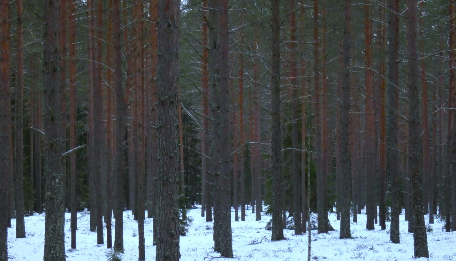 priežu mežs ar egļu piemistrojumu ziemā