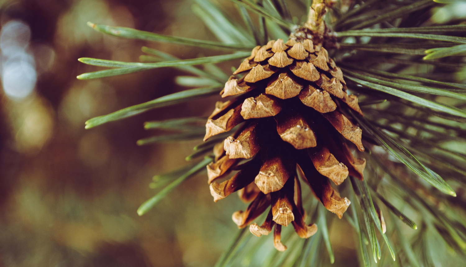 Priedes čiekuriņš