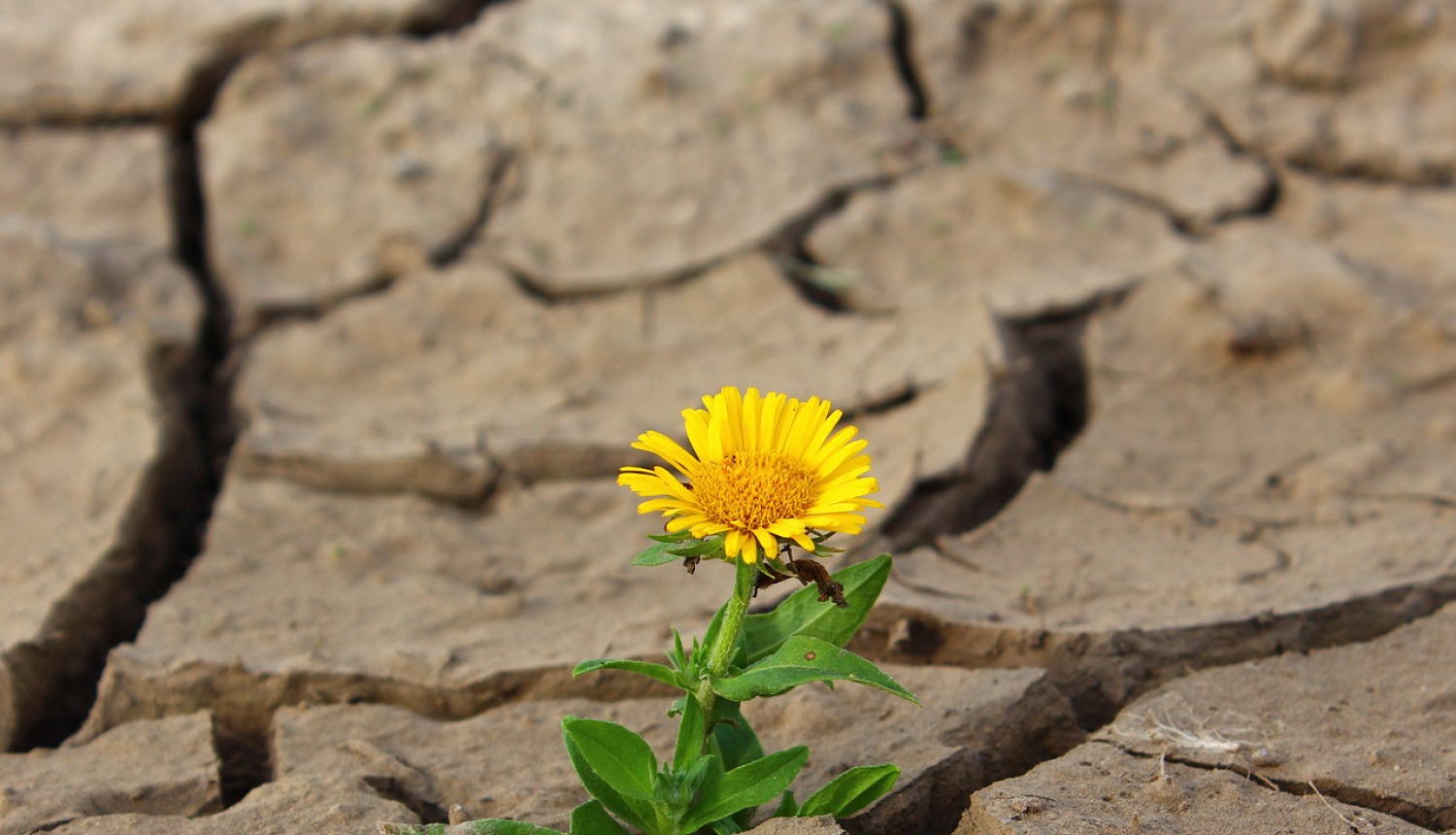 Saplaisājusi augsne