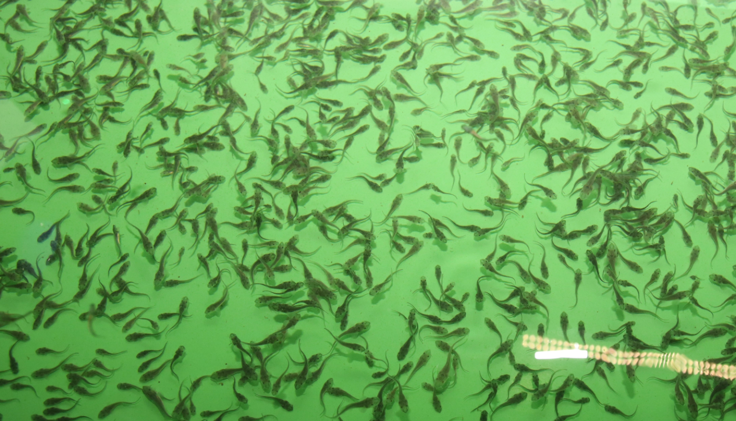 Zivju mazuļi, smolti