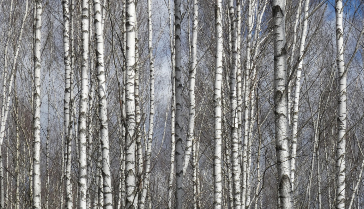 bērzu birztala pavasarī